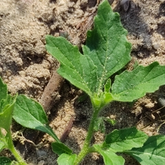 Solanum physalifolium nitidibaccatum