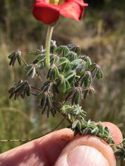Oxalis heterophylla
