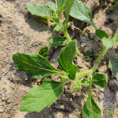 Solanum physalifolium nitidibaccatum