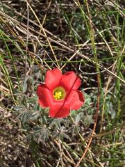 Oxalis heterophylla