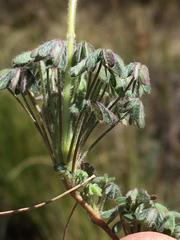 Oxalis heterophylla