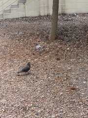Columba livia domestica