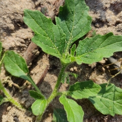 Solanum physalifolium nitidibaccatum