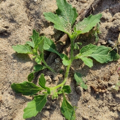 Solanum physalifolium nitidibaccatum