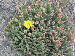 Opuntia fragilis
