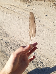 Alectoris rufa hispanica