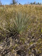 Yucca glauca glauca