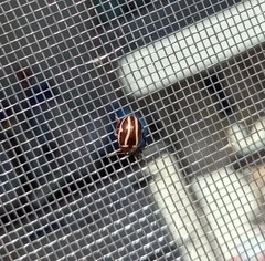 Zygogramma suturalis