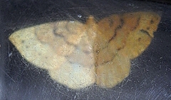 Apodrepanulatrix liberaria