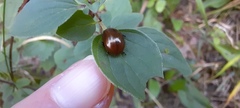 Chrysolina polita