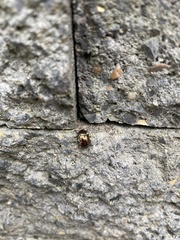 Chrysolina americana