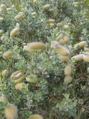 Podalyria myrtillifolia