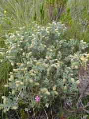 Podalyria myrtillifolia