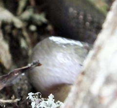 Lycodonomorphus inornatus