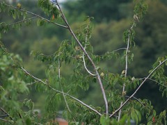 Serinus serinus