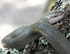 Lycodonomorphus inornatus