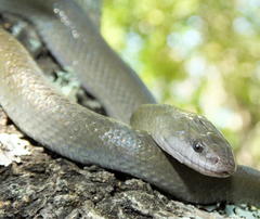 Lycodonomorphus inornatus