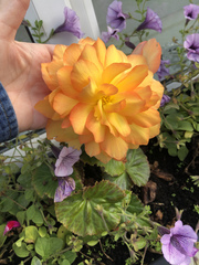 Begonia × tuberhybrida