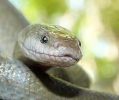 Lycodonomorphus inornatus