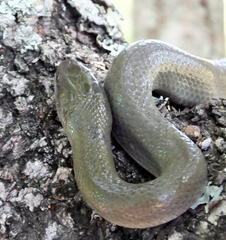 Lycodonomorphus inornatus