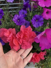 Begonia × tuberhybrida