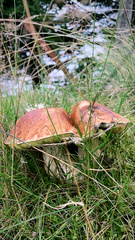 Boletus pinophilus