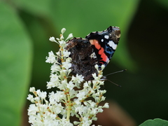 Vanessa atalanta