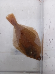 Limanda limanda