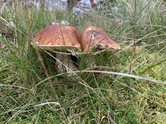 Boletus pinophilus
