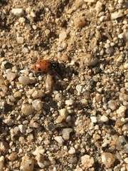 Hippodamia convergens