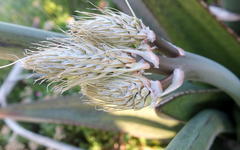 Gasteria acinacifolia