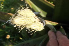 Gasteria acinacifolia
