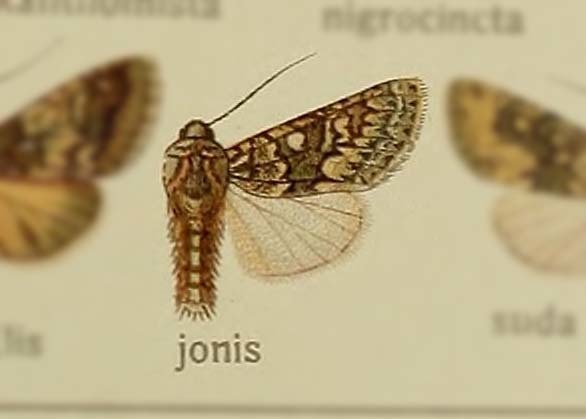 Antitype jonis