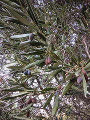 Olea europaea