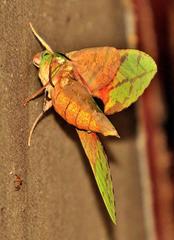 Euchloron megaera