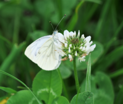 Pieris napi