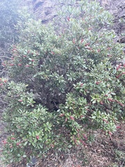 Comarostaphylis diversifolia planifolia