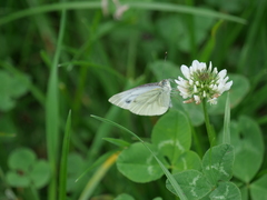 Pieris napi