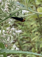 Cisseps fulvicollis