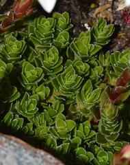 Crassula obtusa