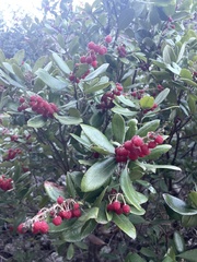 Comarostaphylis diversifolia planifolia