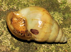 Achatininae