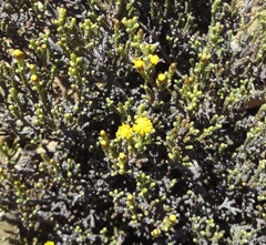 Helichrysum parvifolium