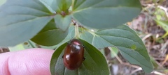 Chrysolina polita