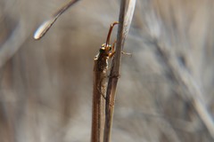 Macronemurus appendiculatus