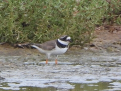 Charadrius hiaticula