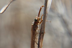 Macronemurus appendiculatus