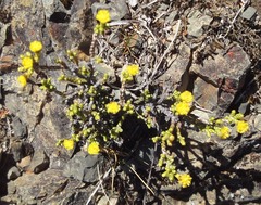 Helichrysum parvifolium
