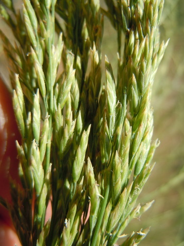 Sandberg bluegrass (Poa secunda)