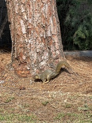 Sciurus niger